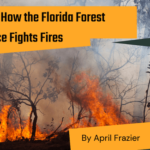 Learn How the Florida Forest Service Fights Fires