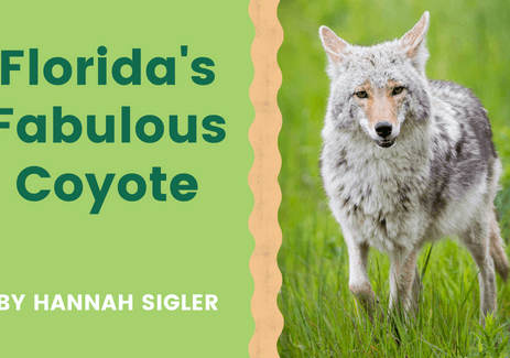 Florida’s Fabulous Coyote