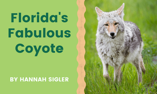 Florida’s Fabulous Coyote