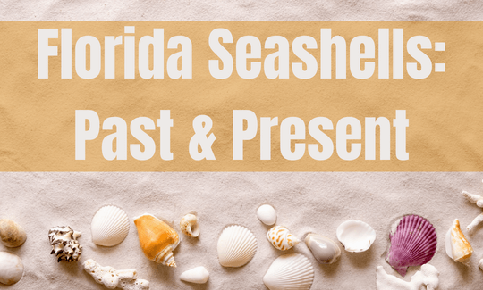 Florida Seashells Past & Present