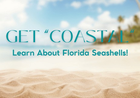 Get “Coastal”—Learn About Florida Seashells!