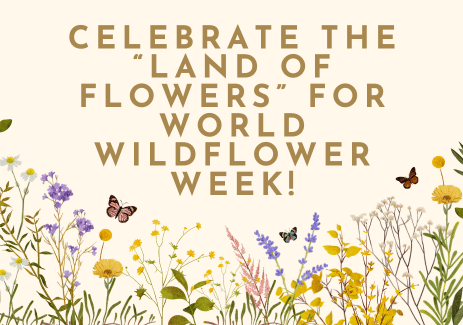 Celebrate the “Land of Flowers” for World Wildflower Week!