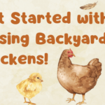 Get Started with Raising Backyard Chickens!