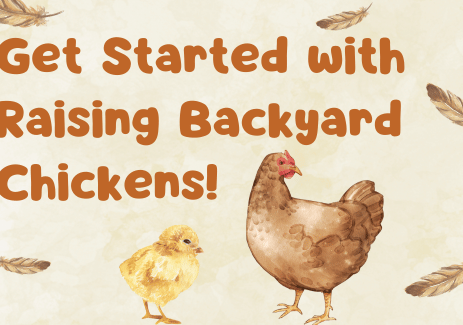 Get Started with Raising Backyard Chickens!