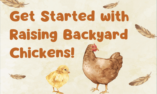 Get Started with Raising Backyard Chickens!