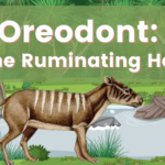 Oreodont The Ruminating Hog