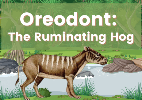 Oreodont The Ruminating Hog