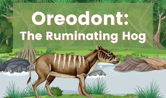 Oreodont The Ruminating Hog