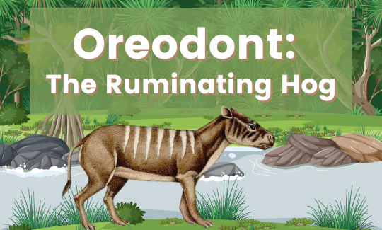 Oreodont The Ruminating Hog